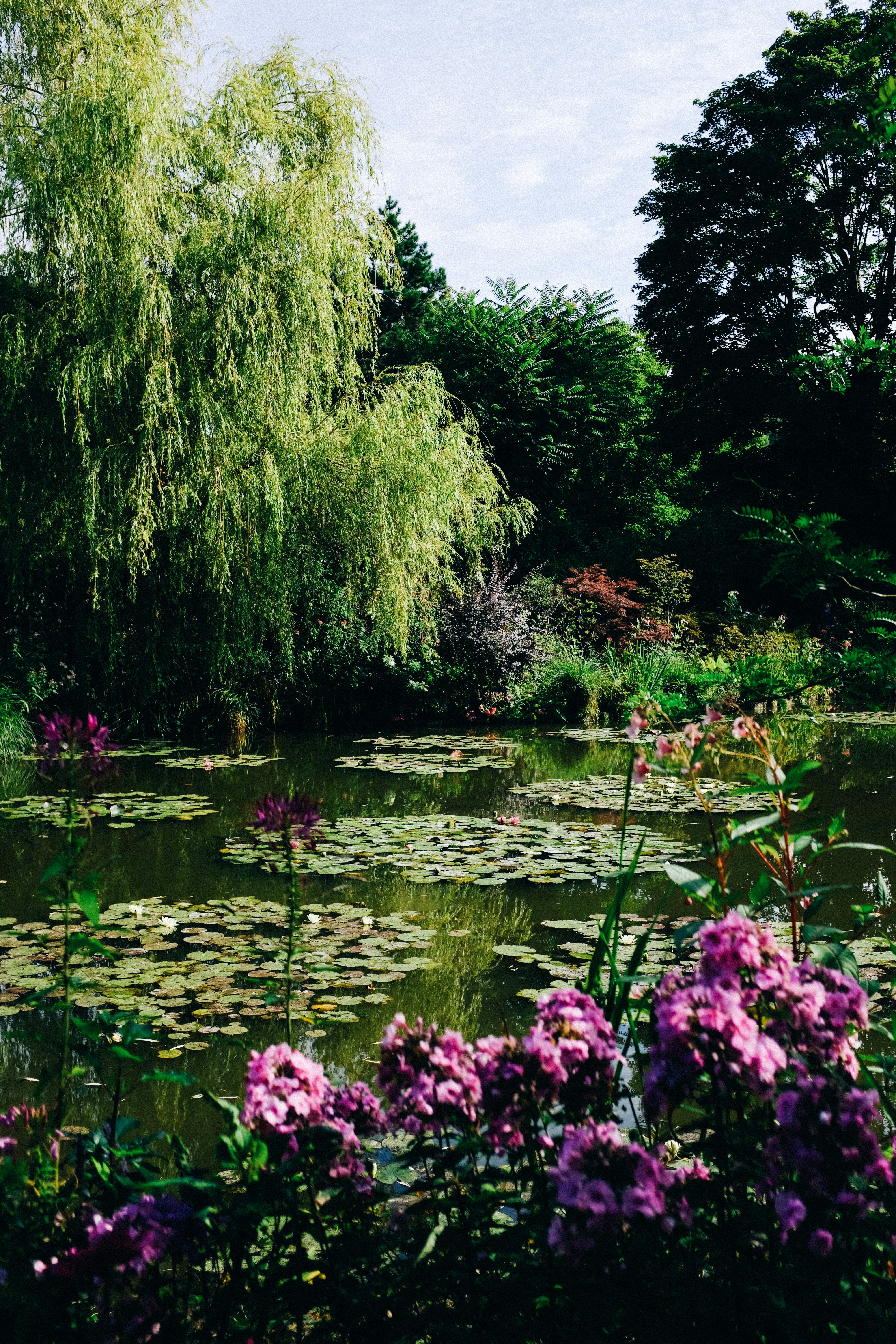 green trees and purple flowers near body of water during daytime